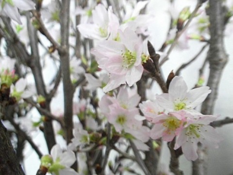 桜アップ